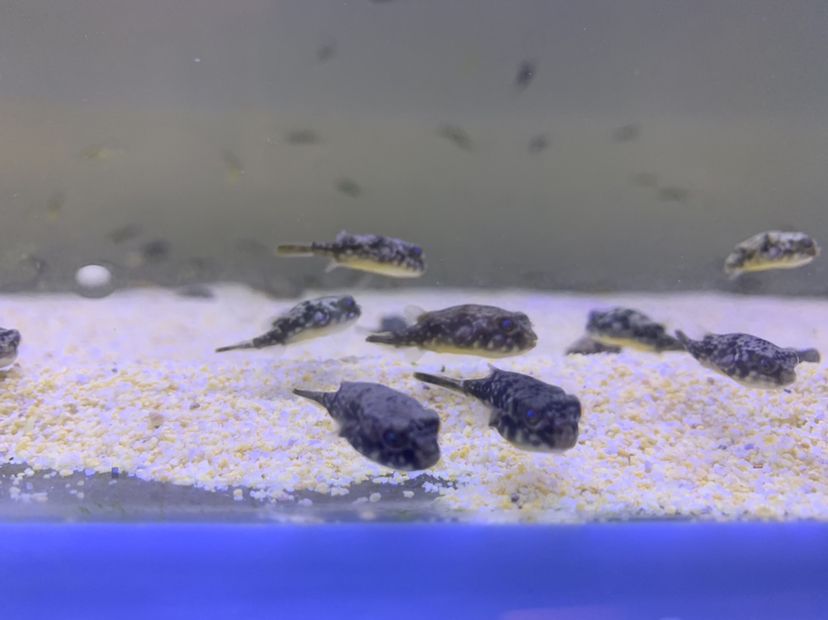 邯鄲觀賞魚市場斑馬狗頭苗 斑馬狗頭魚 第3張