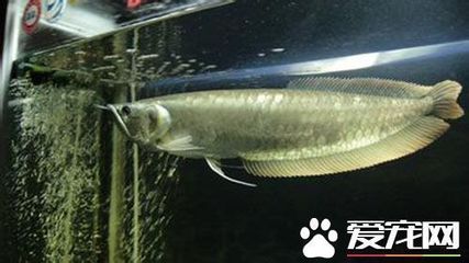 家中養(yǎng)銀龍魚說法（銀龍魚養(yǎng)殖常見誤區(qū),銀龍魚混養(yǎng)效果探究） 龍魚百科 第4張