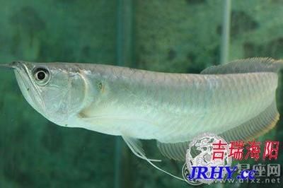 家中養(yǎng)銀龍魚說法（銀龍魚養(yǎng)殖常見誤區(qū),銀龍魚混養(yǎng)效果探究） 龍魚百科 第5張