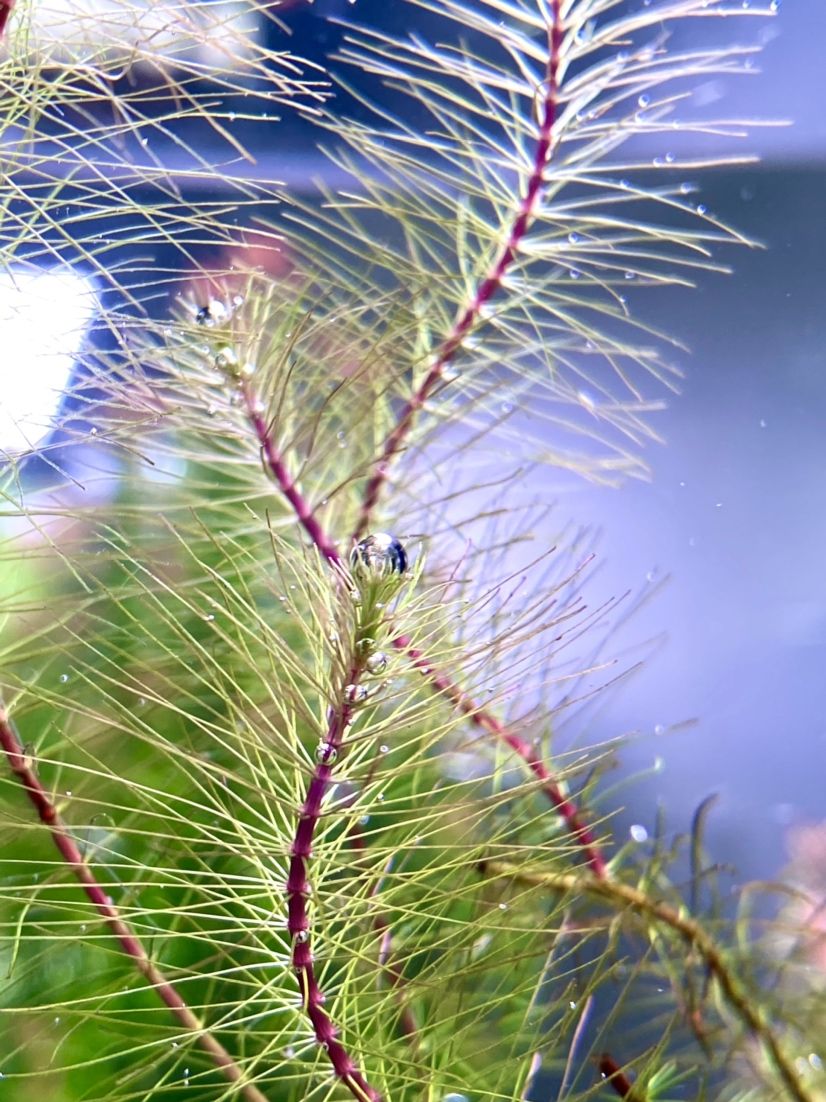 景雖然還沒起來但冒泡還是挺的 白化火箭魚 第3張