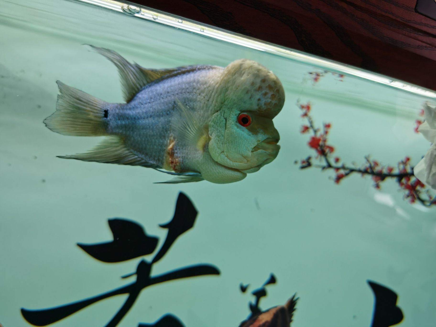 阿克蘇水族館羅漢爛身脫肛 白子銀版魚(yú) 第2張