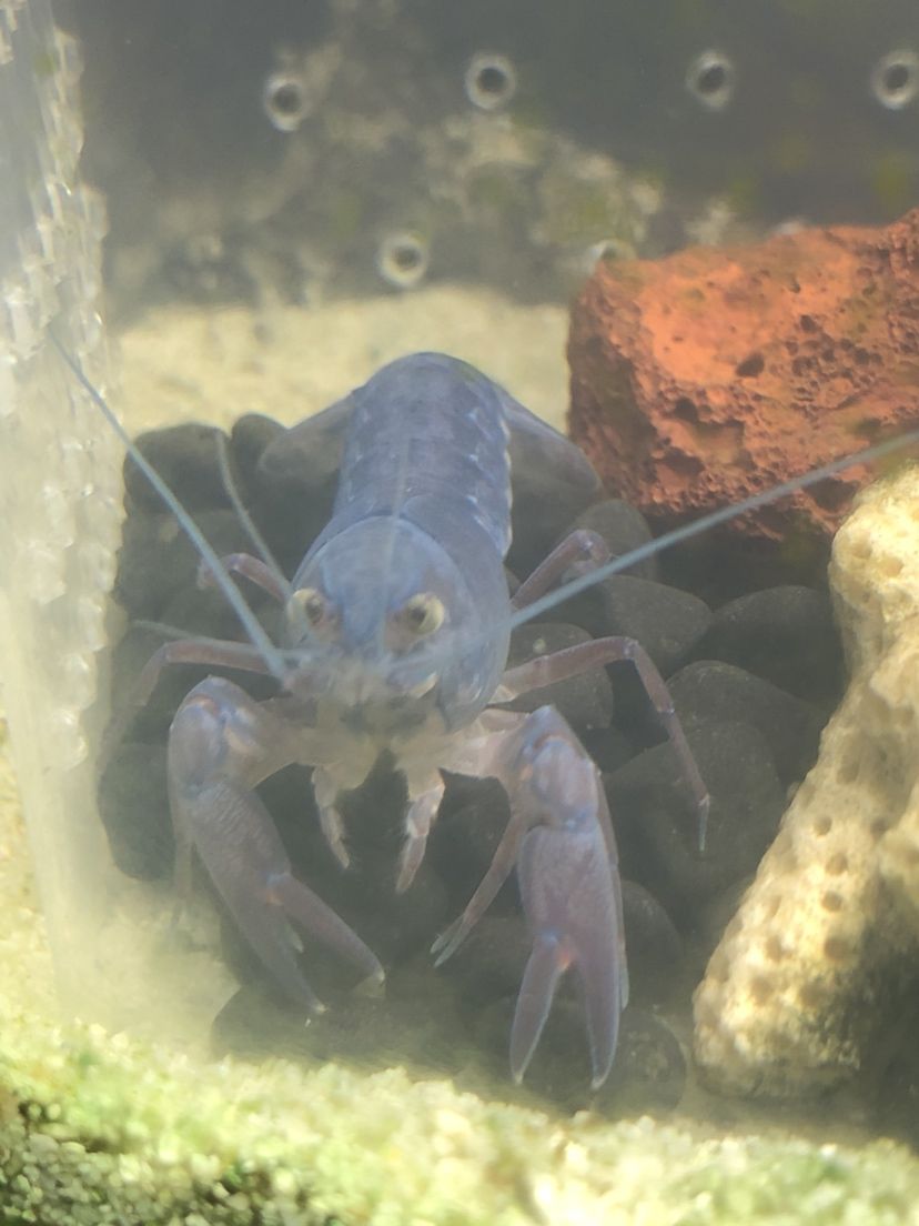 常州水族館兄弟們請問這鰲蝦是什么品種呢