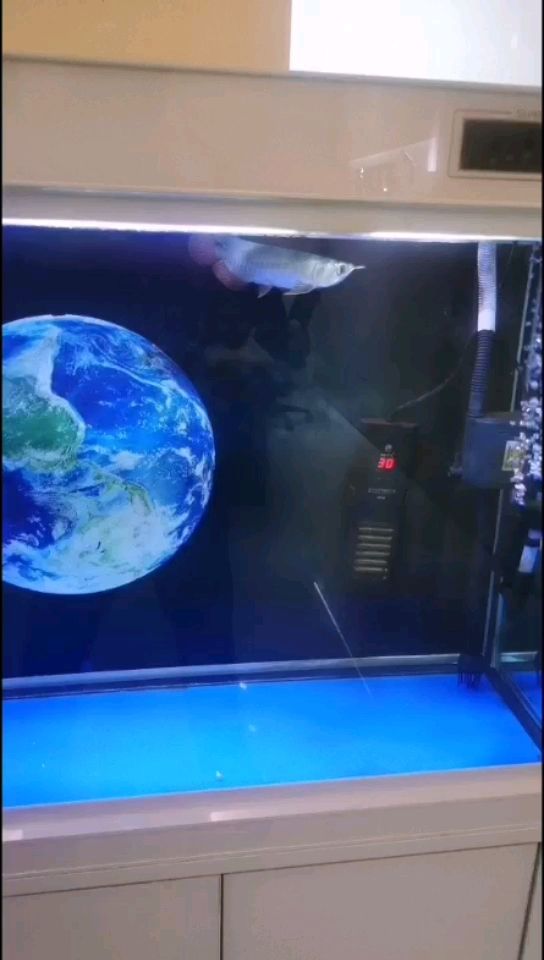 十堰水族館到底給它吃啥？ 造景/裝飾 第1張