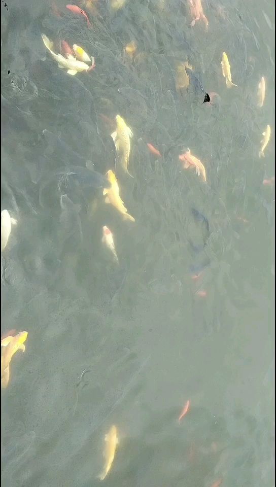 公園的魚池