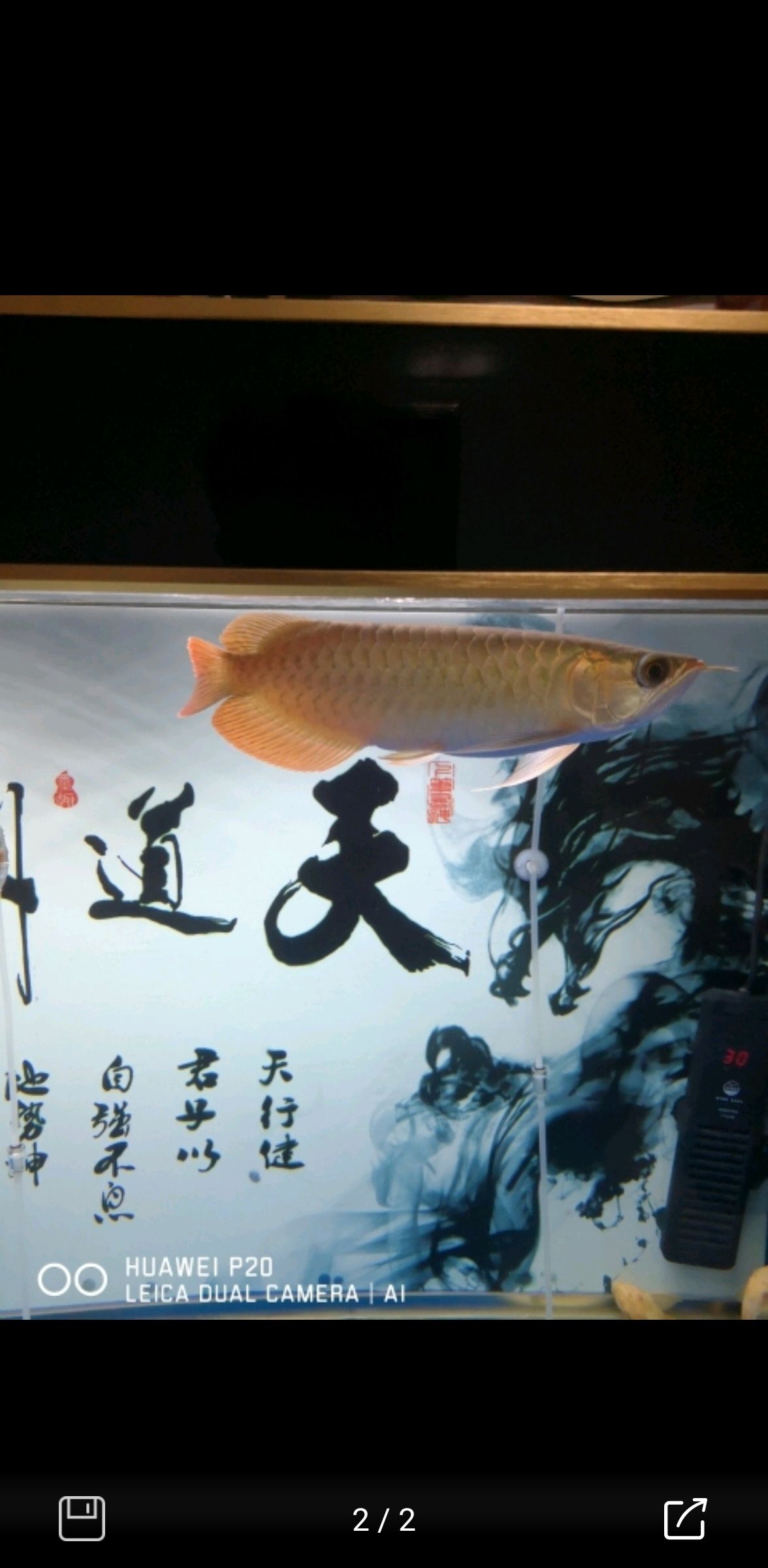 濮陽觀賞魚市場551天約50厘米 觀賞魚市場（混養(yǎng)魚） 第9張