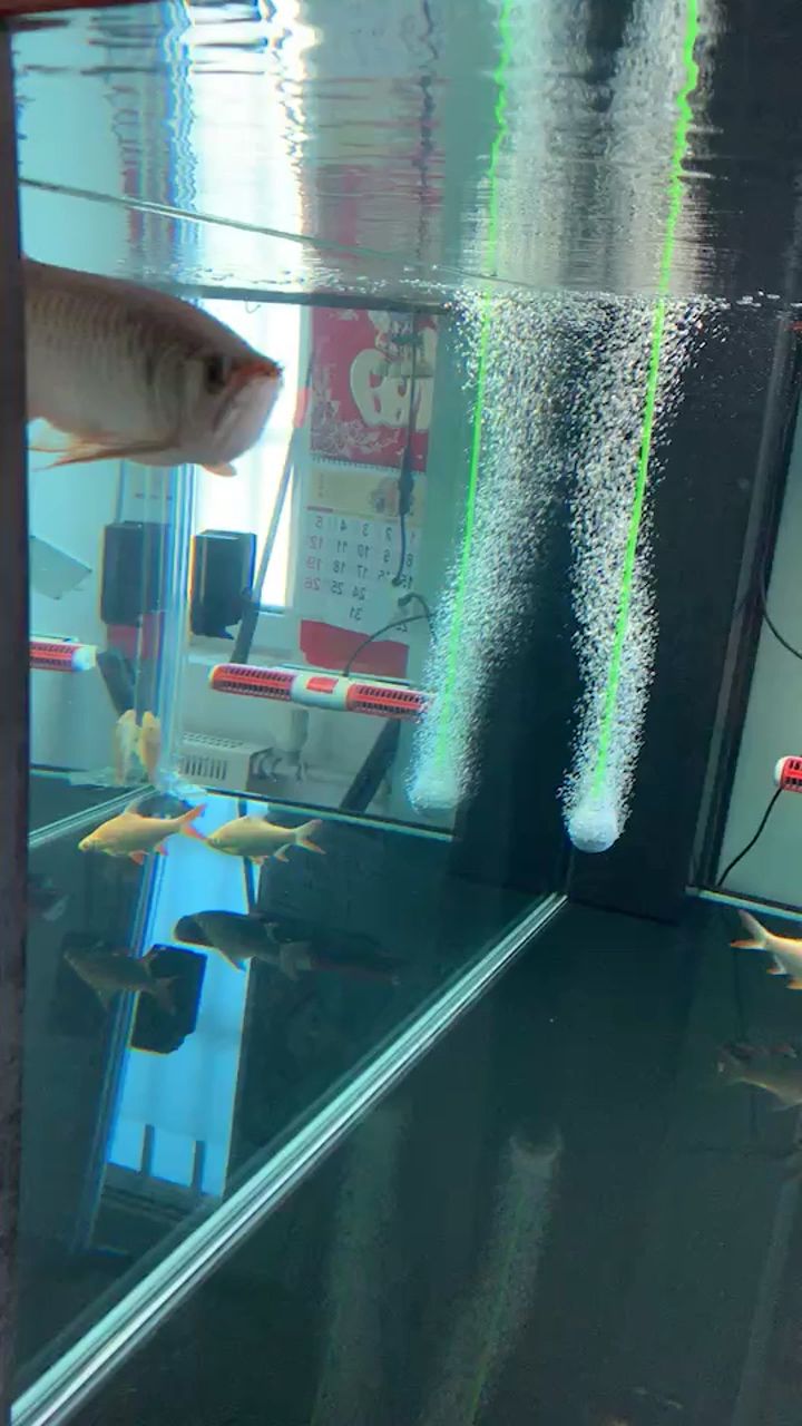 滁州水族館水這么清需要換水