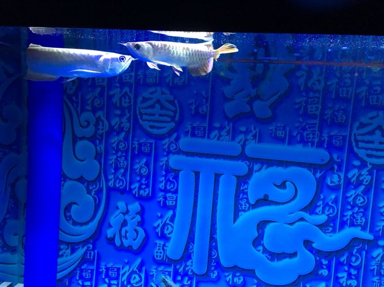 混養(yǎng)失敗 白子銀龍魚苗 第3張