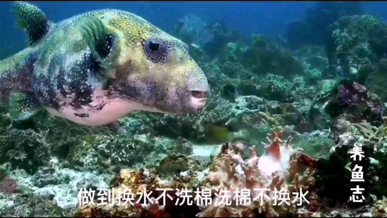 養(yǎng)魚穩(wěn)定大于一切