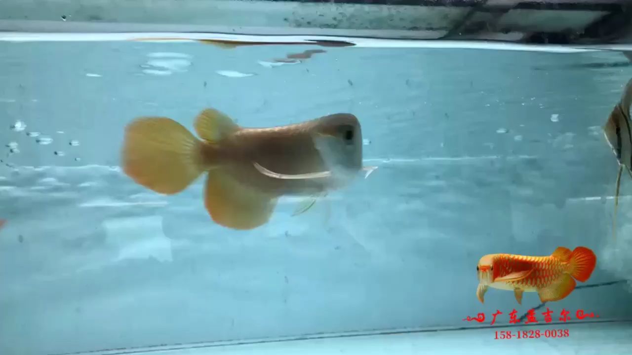 定西水族館孟吉爾紅外線F1短身大旗巨胸