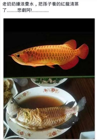 撫順水族館懷孕的魟魚能用速倍妥B1檢疫嘛？