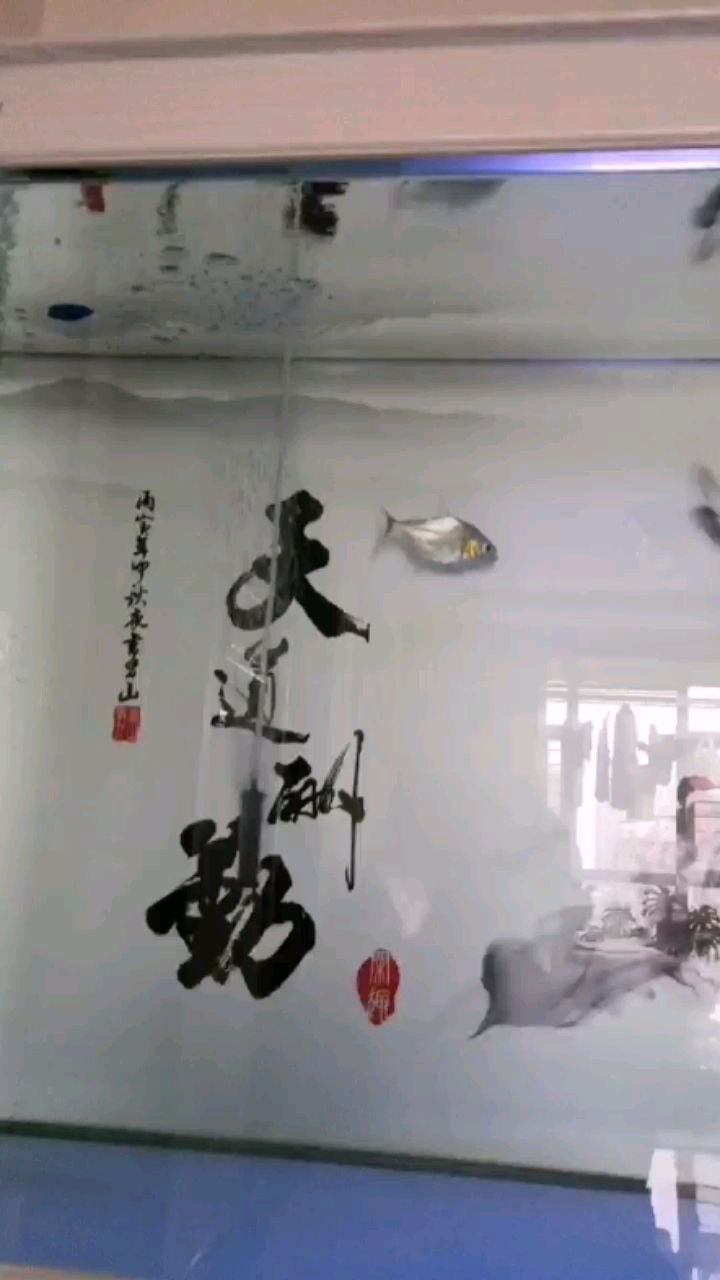 常德觀賞魚市場這水怎么樣打氧只是為了試水 觀賞魚市場（混養(yǎng)魚） 第2張