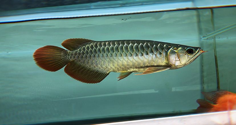 海南藏族自治州水族館藏龍凱撒caesar白玉底赤焰