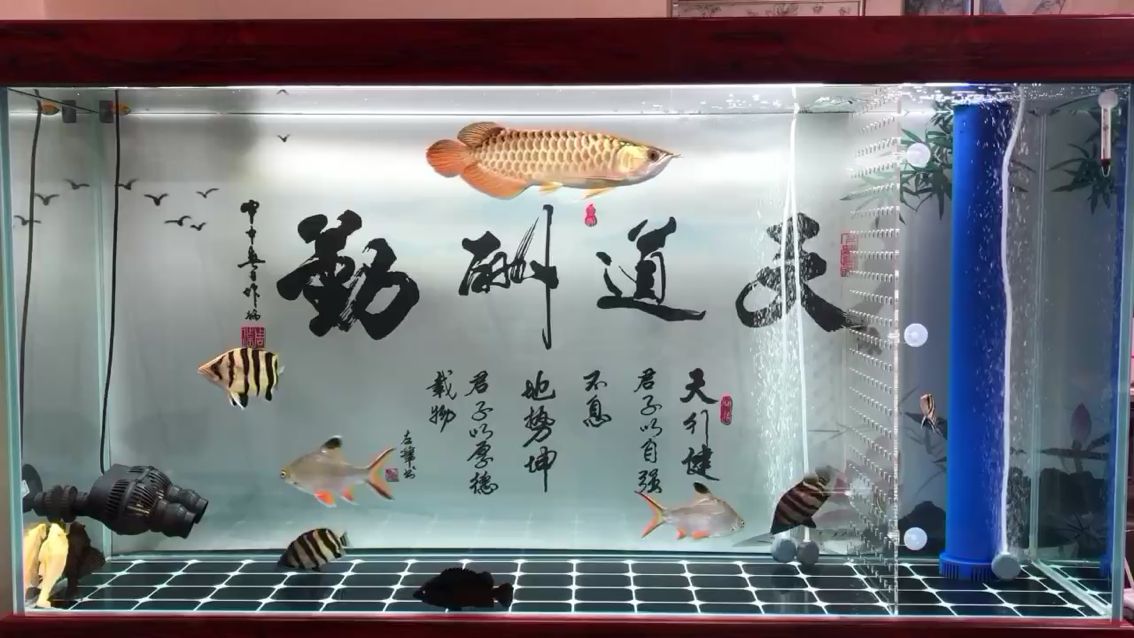 大理白族自治州觀賞魚市場喂食前留個(gè)影 觀賞魚市場（混養(yǎng)魚） 第2張