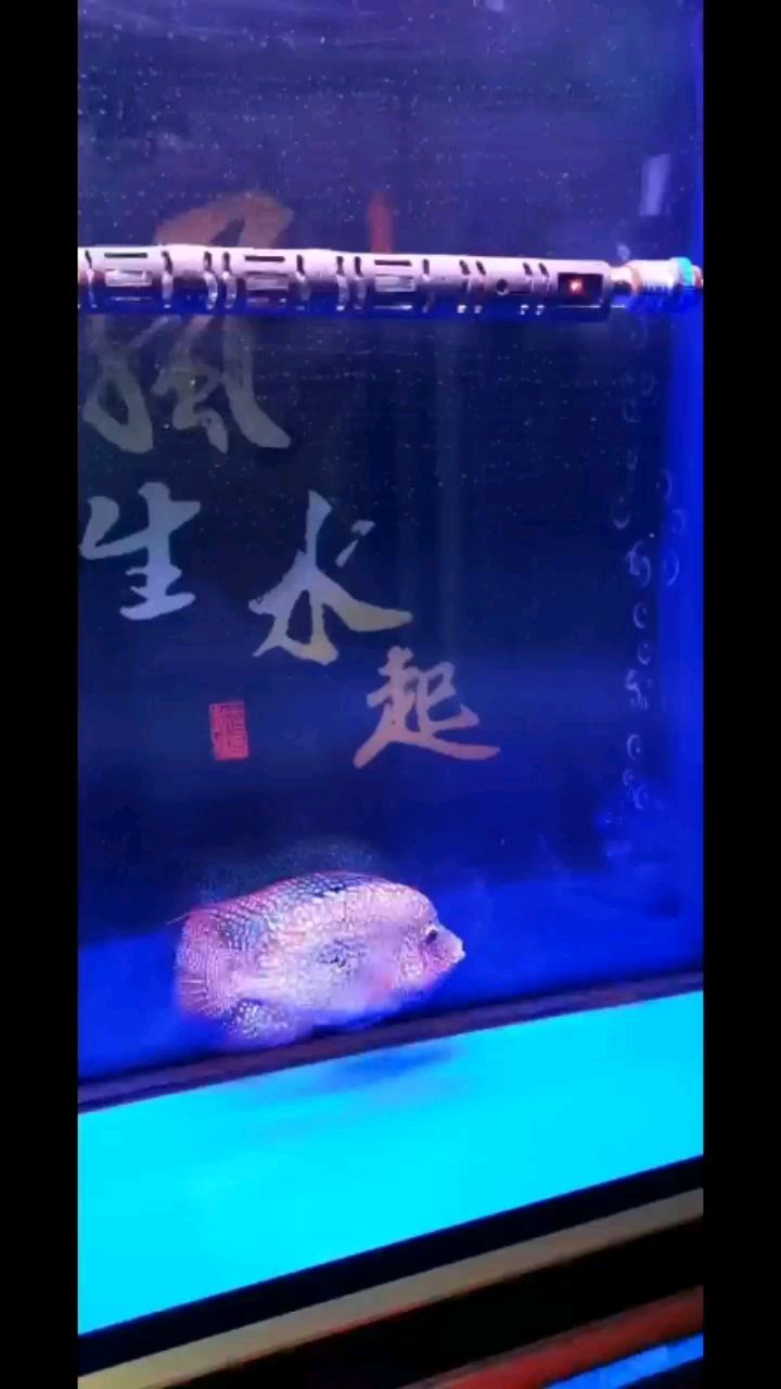 桂林觀賞魚市場溜魚