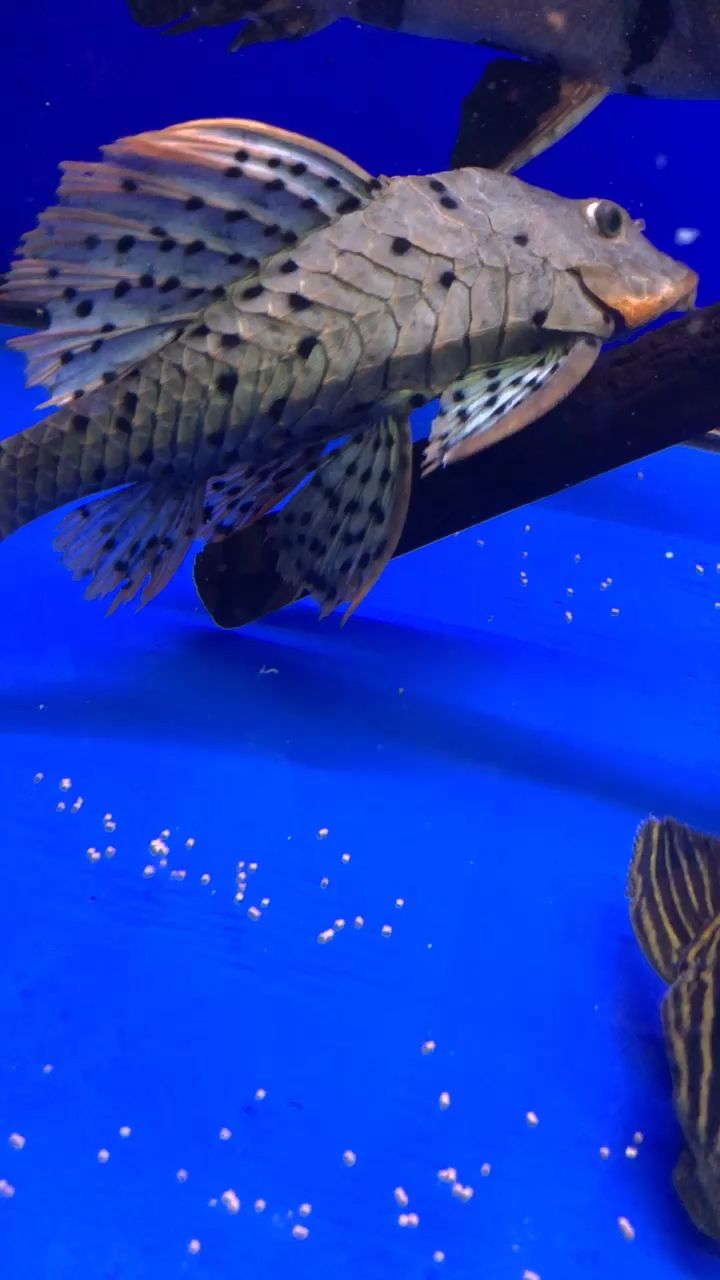 安陽水族館你是最靚的仔