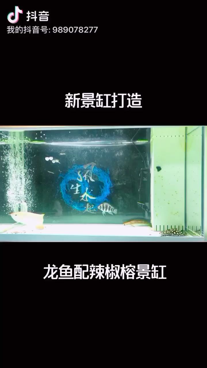 大連水族館龍魚混養(yǎng)辣椒榕景缸