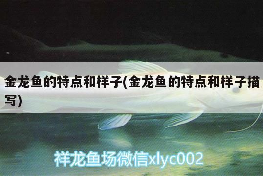 金龍魚外形特征（金龍魚品種分類，金龍魚飼養(yǎng)技巧） 龍魚百科 第1張