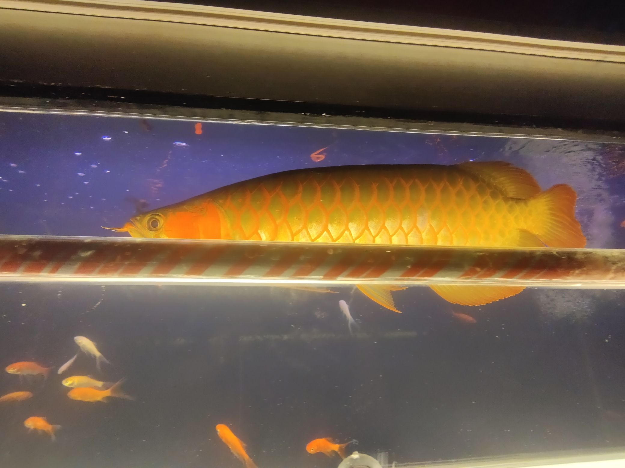 光頭養(yǎng)魚 黃金鴨嘴魚 第5張