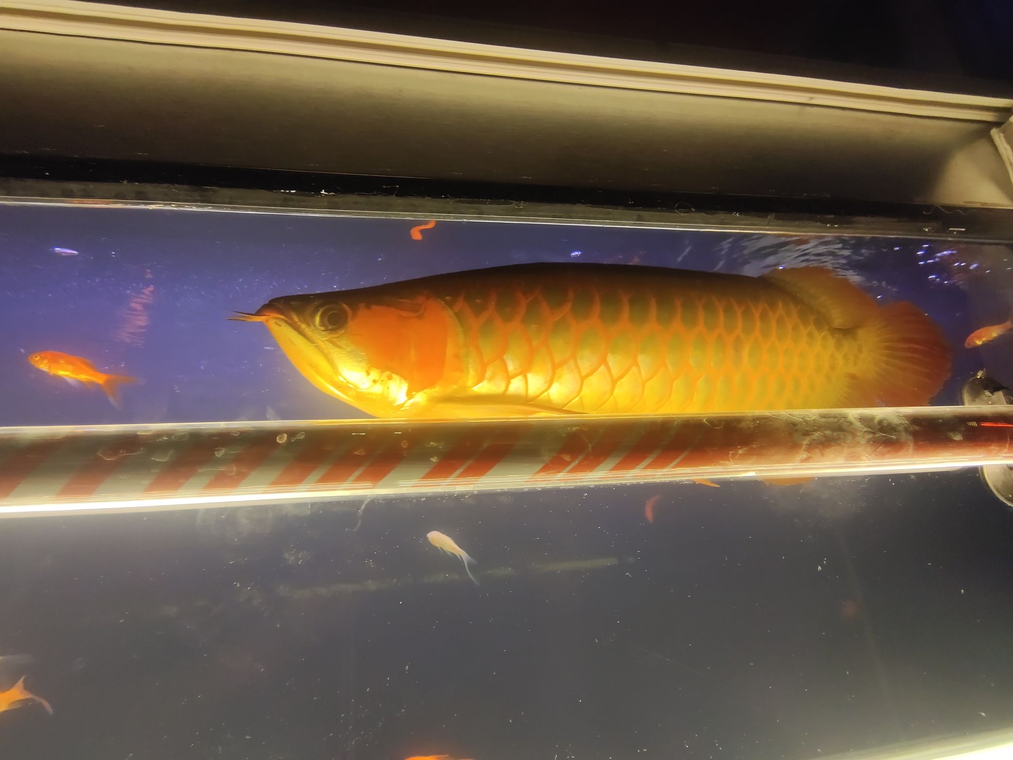 光頭養(yǎng)魚 黃金鴨嘴魚 第4張