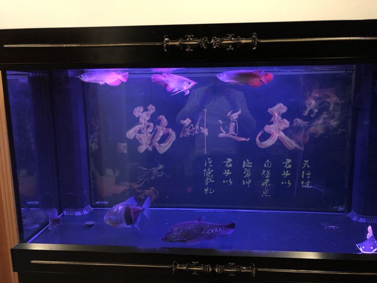 防城港水族館三條紅龍混養(yǎng)打架求解決辦法