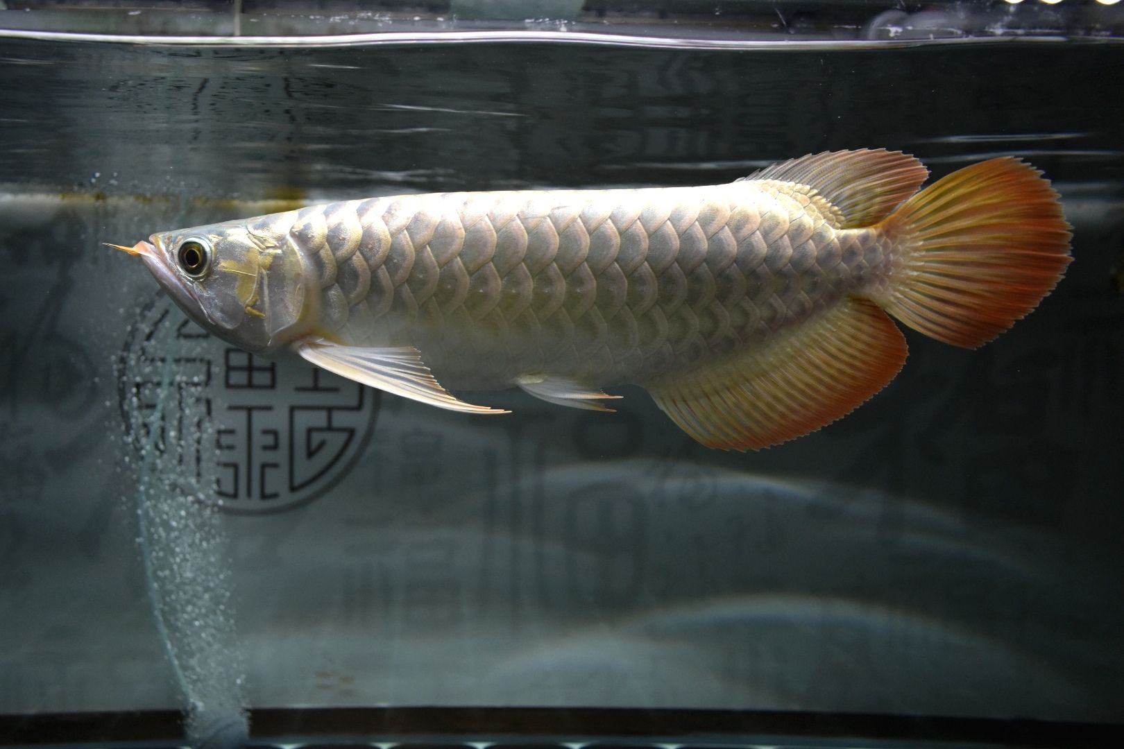 滄州觀賞魚(yú)市場(chǎng)喂食更新淺綠底色 觀賞魚(yú)市場(chǎng)（混養(yǎng)魚(yú)） 第7張