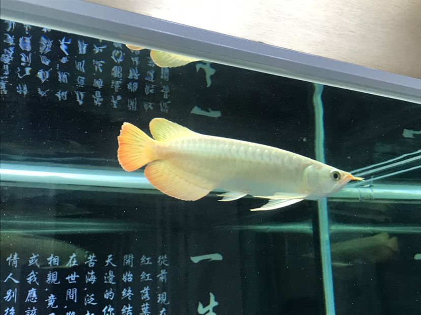 治愈立鱗龍魚圈 黃金河虎魚 第2張