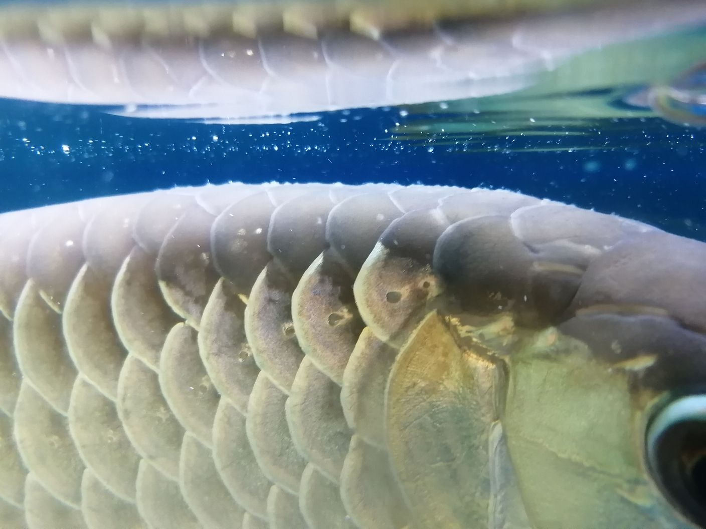 惠州水族館求助大神 銀古魚苗 第3張