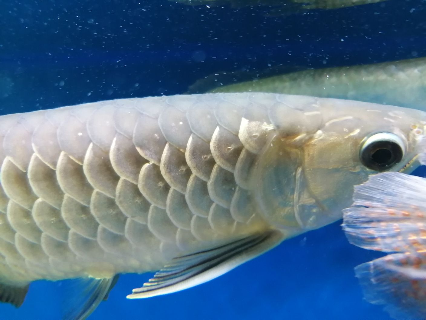 惠州水族館求助大神