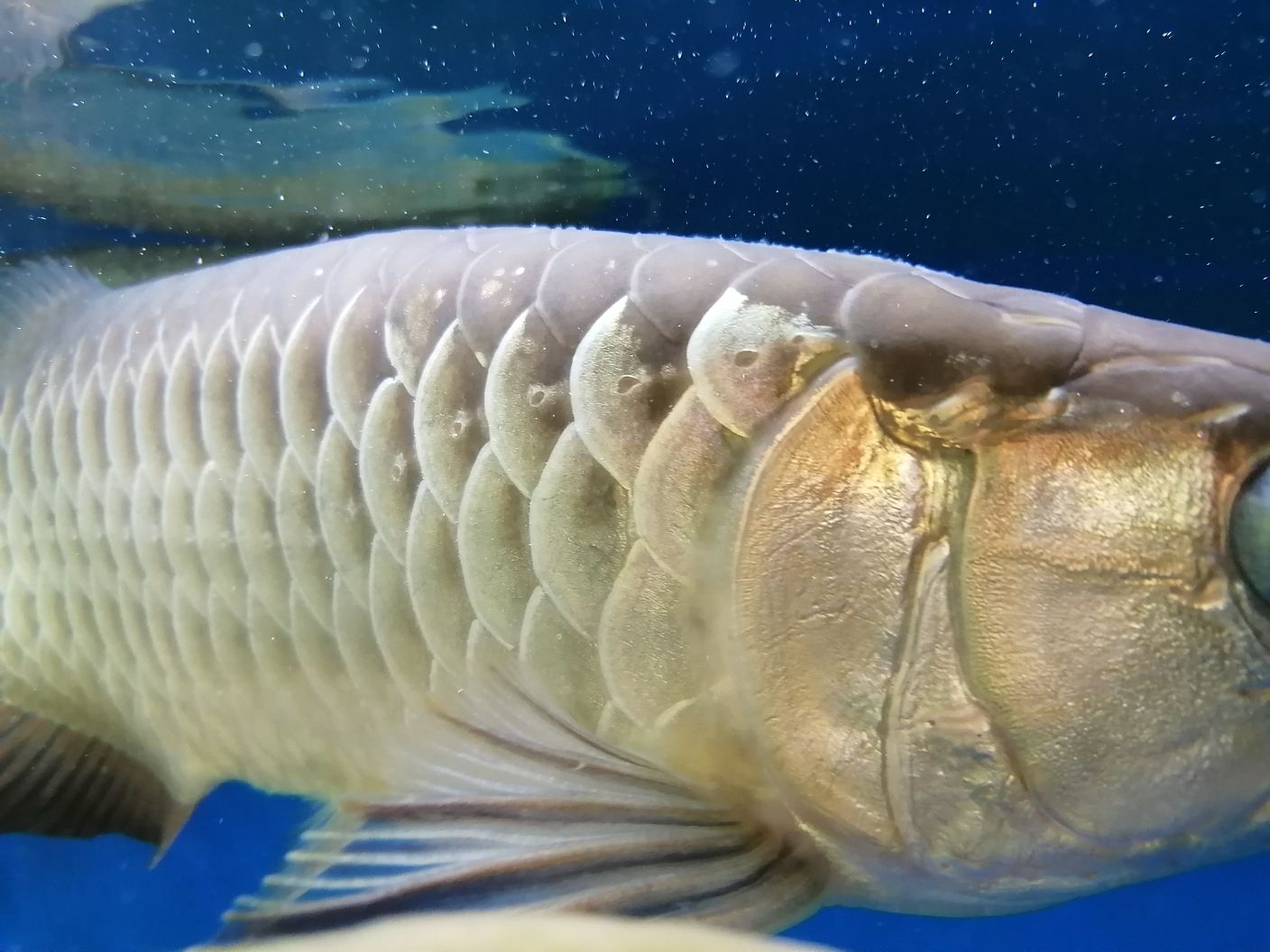 惠州水族館求助大神 銀古魚苗 第1張