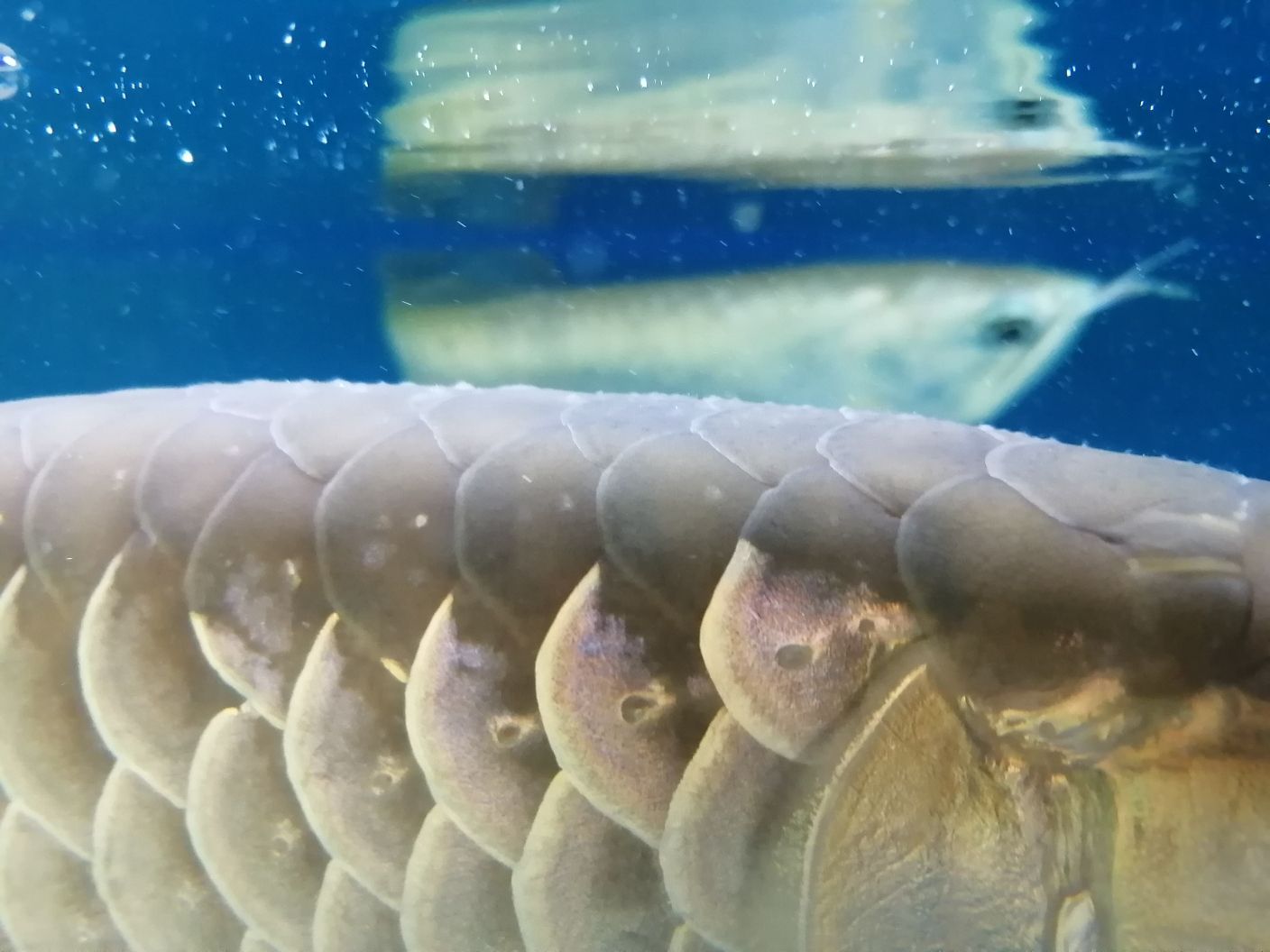 惠州水族館求助大神 銀古魚苗 第4張