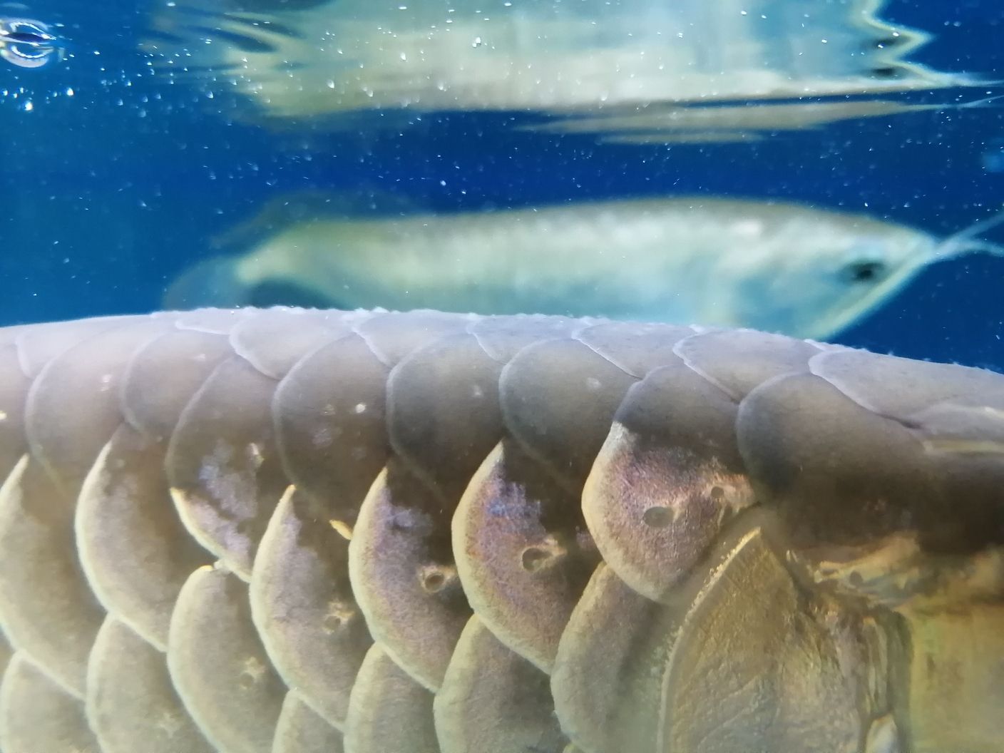 惠州水族館求助大神 銀古魚苗 第5張