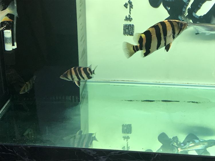 太原觀賞魚市場兩只四紋虎魚