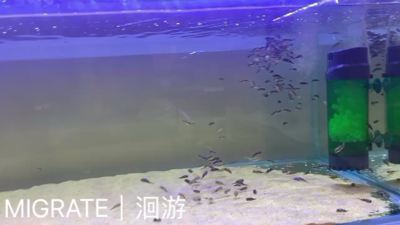 西雙版納傣族自治州水族館阿拉伯魨斑馬狗頭 斑馬狗頭魚