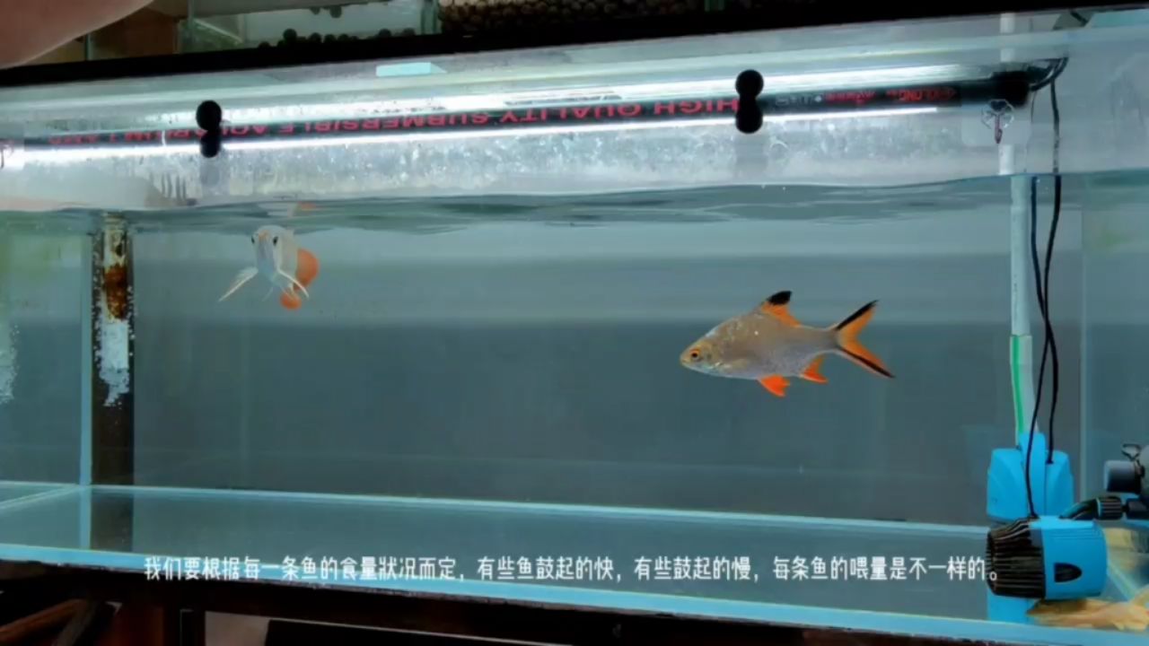 淮南觀賞魚市場龍魚的飼養(yǎng)