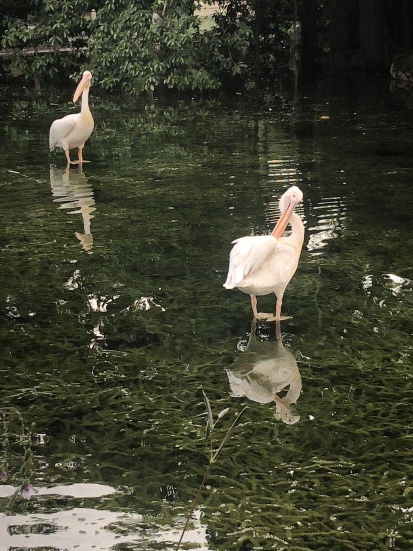 室內(nèi)亞馬遜一游 紅白錦鯉魚(yú) 第10張