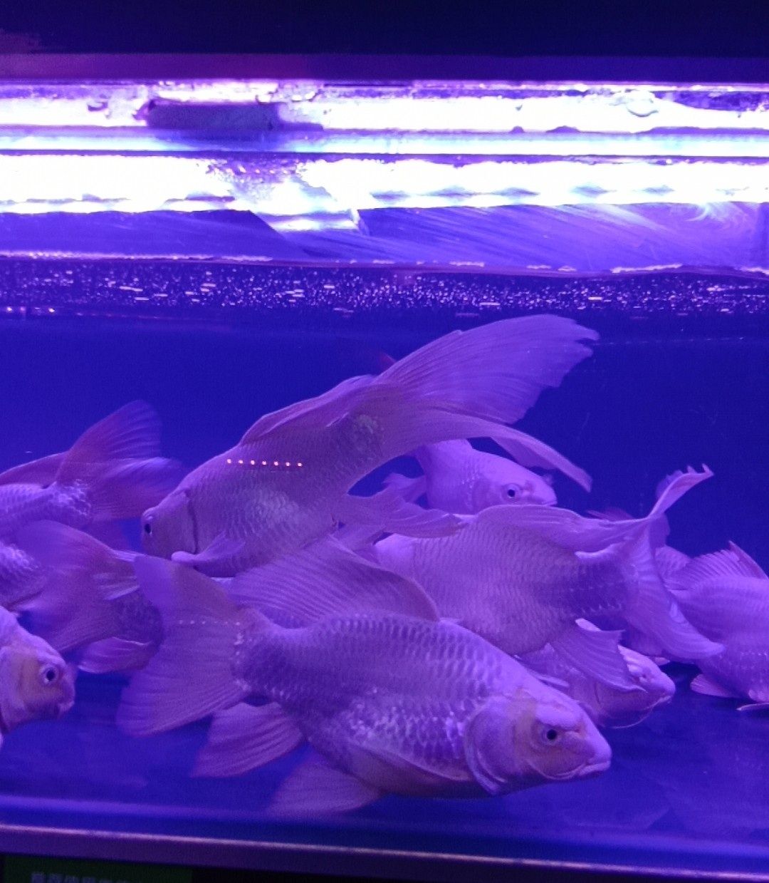 標(biāo)價(jià)260的胖胖魚 紅白錦鯉魚 第2張