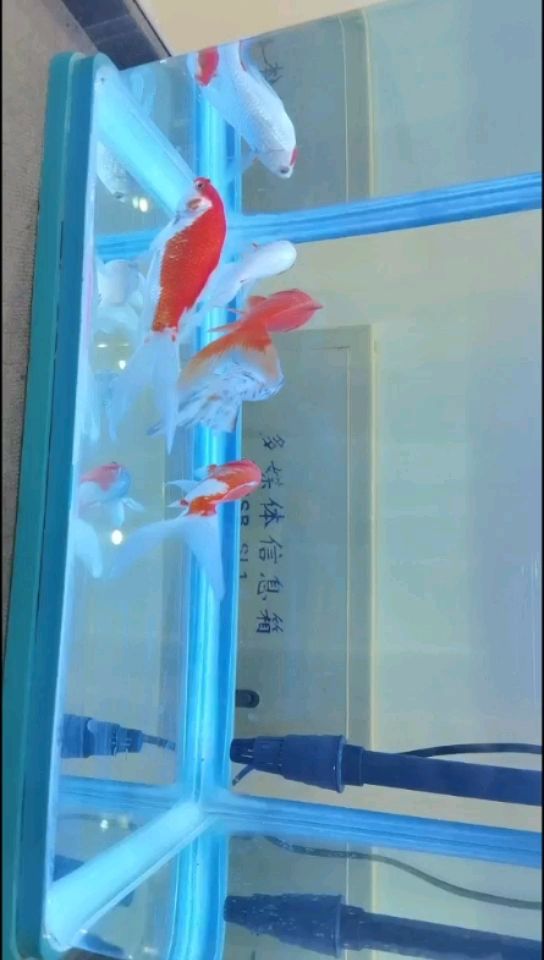 錦鯉入缸第一天魚友指點一下 祥龍藍珀金龍魚 第2張