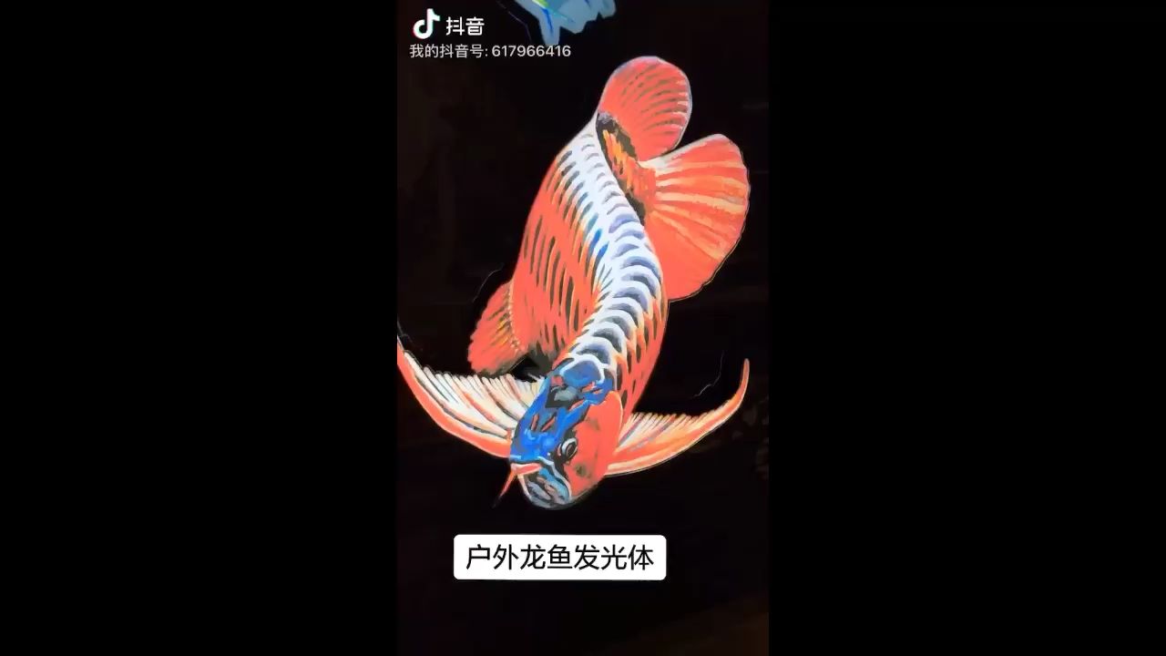 哈爾濱觀賞魚市場戶外龍魚發(fā)光體