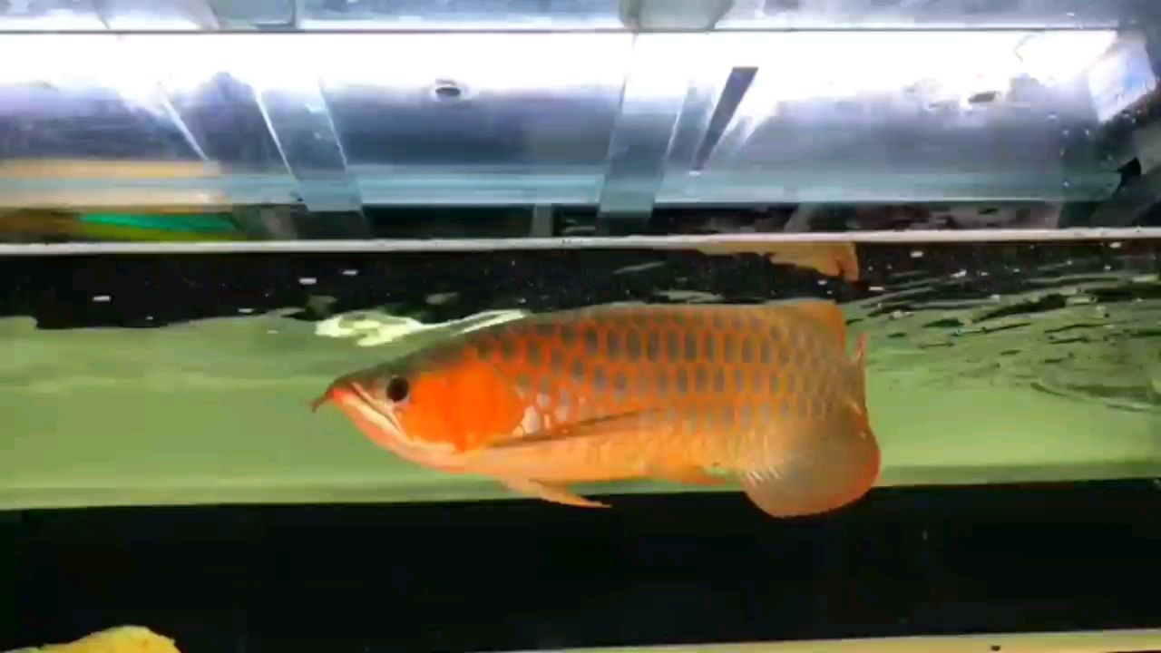 神木觀賞魚市場更新一條魚 觀賞魚市場（混養(yǎng)魚）