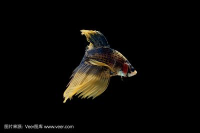 金龍魚動態(tài)壁紙（金龍魚動態(tài)壁紙是一種可以讓您的手機或電腦更加生動有趣的軟件） 龍魚百科 第3張