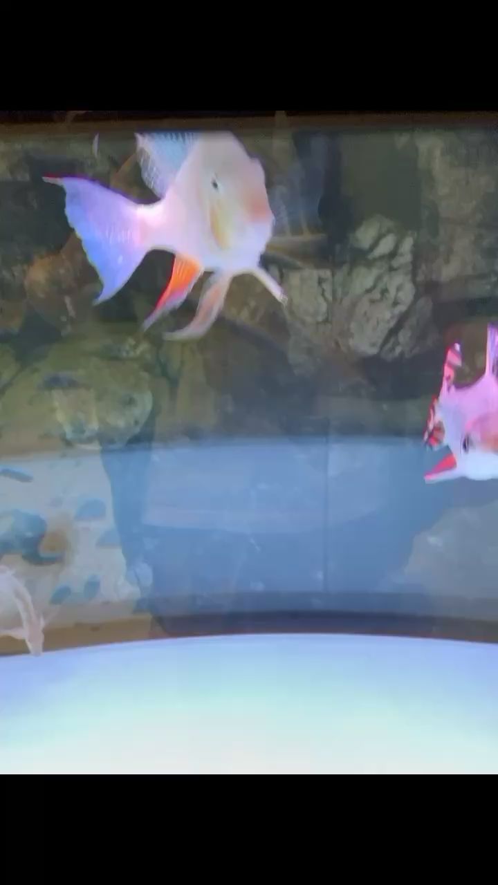 廈門水族館喂食小甲魚狀態(tài)不錯 觀賞龜/鱉飼料 第2張