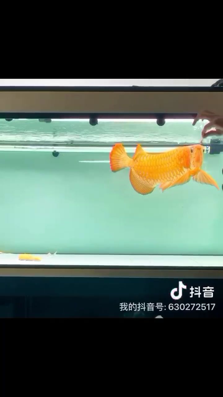 遛魚兒