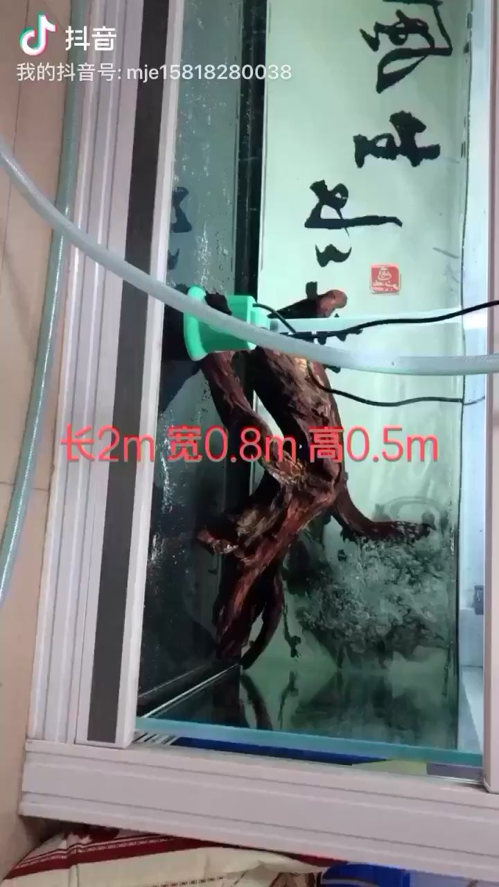 這個(gè)尺寸養(yǎng)什么魚呢？