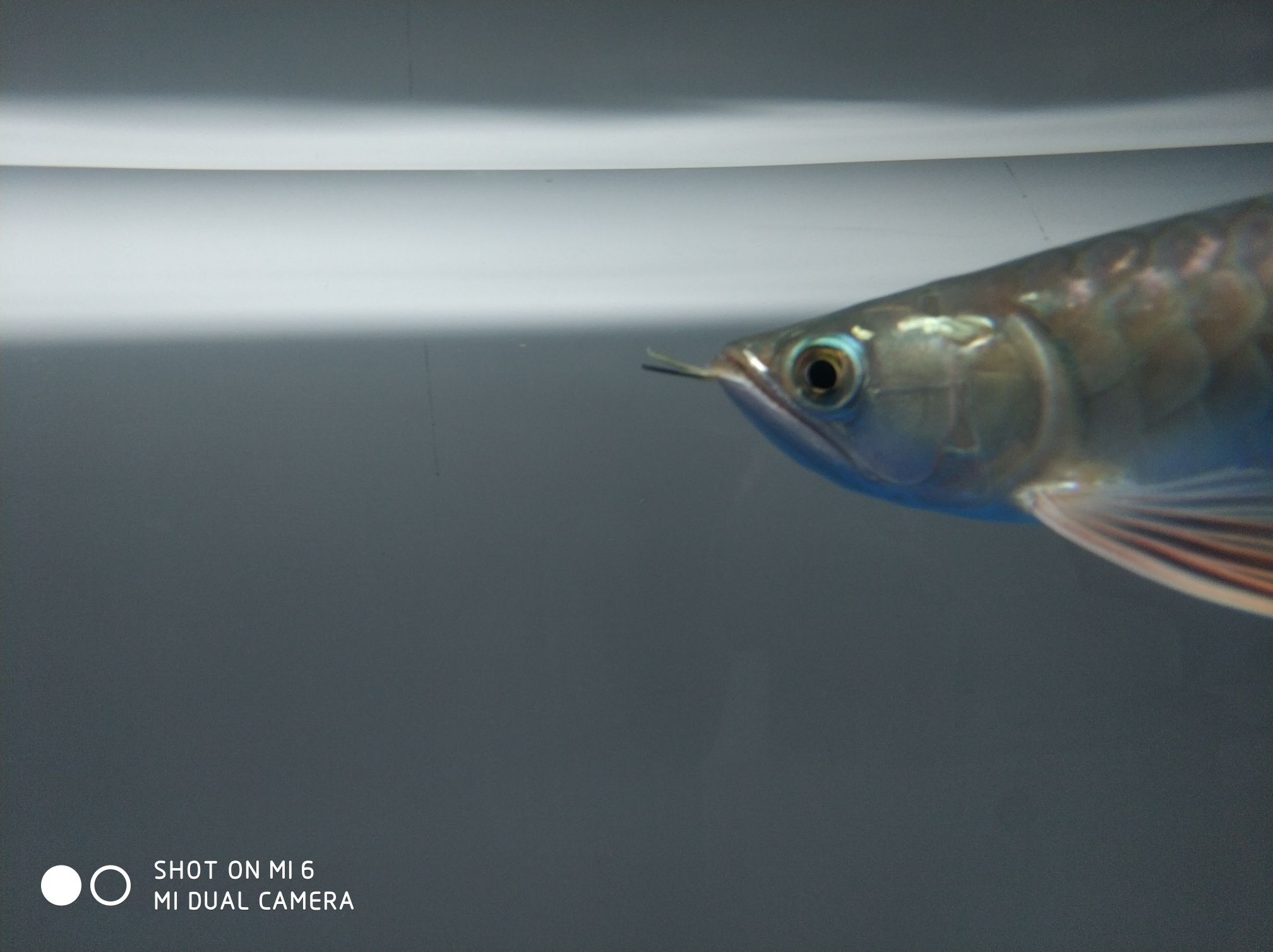 吉安水族館繼續(xù)純飼料喂養(yǎng)的嘴型 羅漢魚批發(fā) 第3張