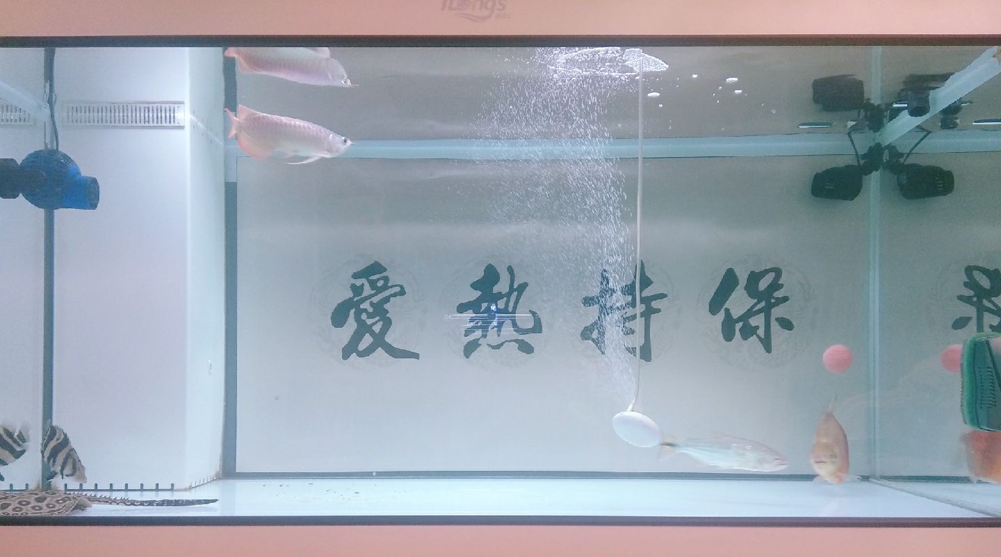 實(shí)在沒事做倒騰底濾把濾材填滿 斯維尼關(guān)刀魚 第8張