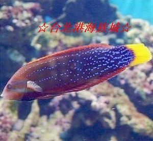 紅龍魚性格特征是什么（紅龍魚的性格特征可以從其生活習(xí)性和外形特征進(jìn)行分析） 龍魚百科 第1張