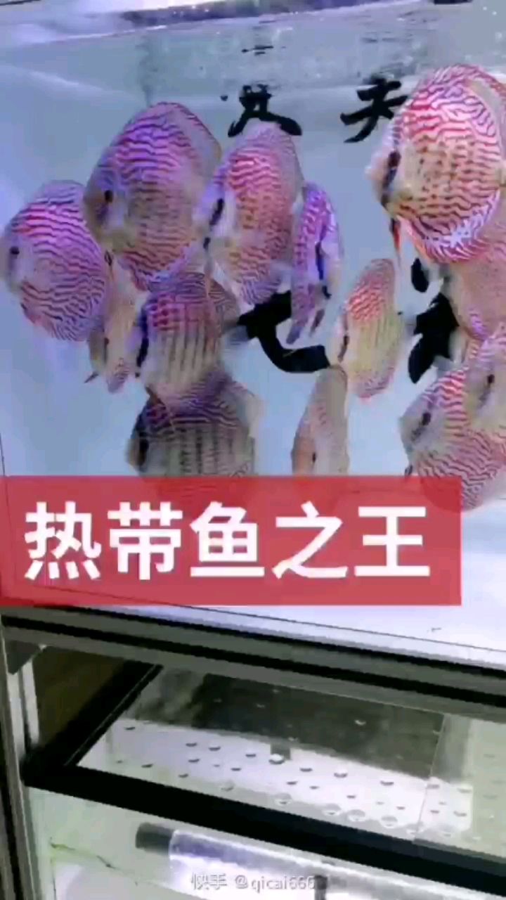 許昌水族館熱帶魚之王 銀龍魚苗 第2張