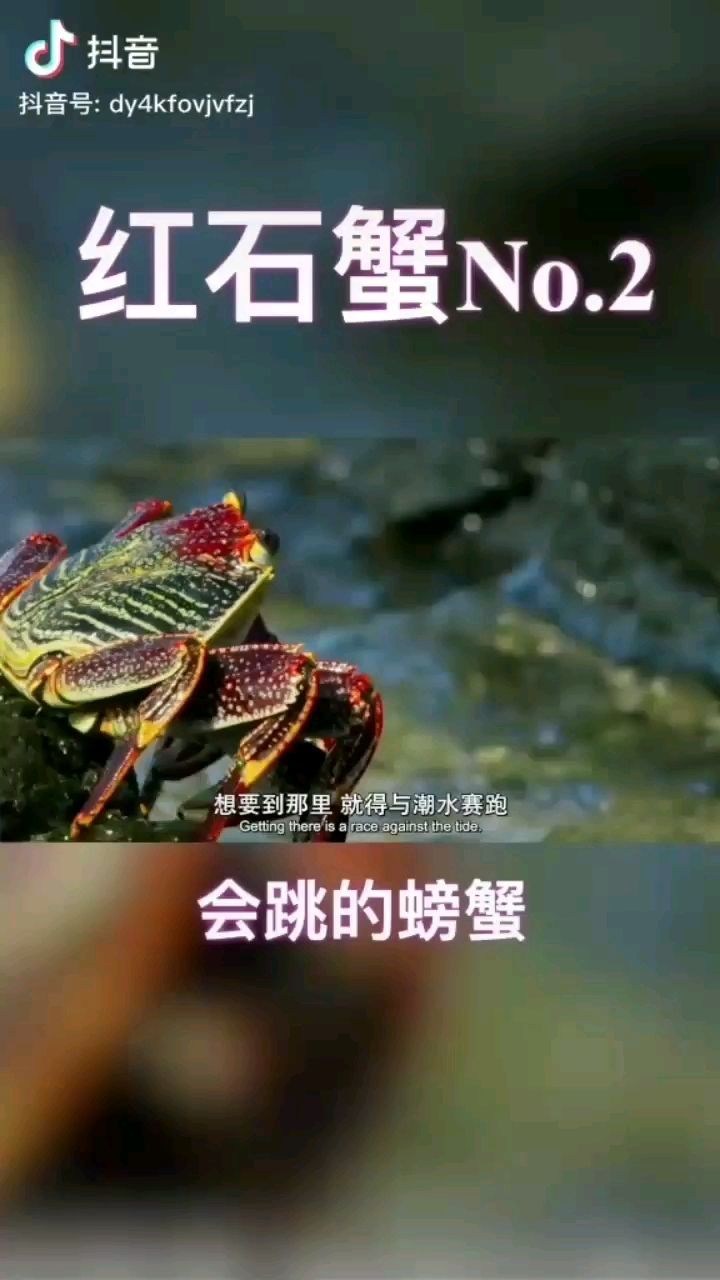 銅仁觀賞魚市場紅石蟹 觀賞魚市場（混養(yǎng)魚）