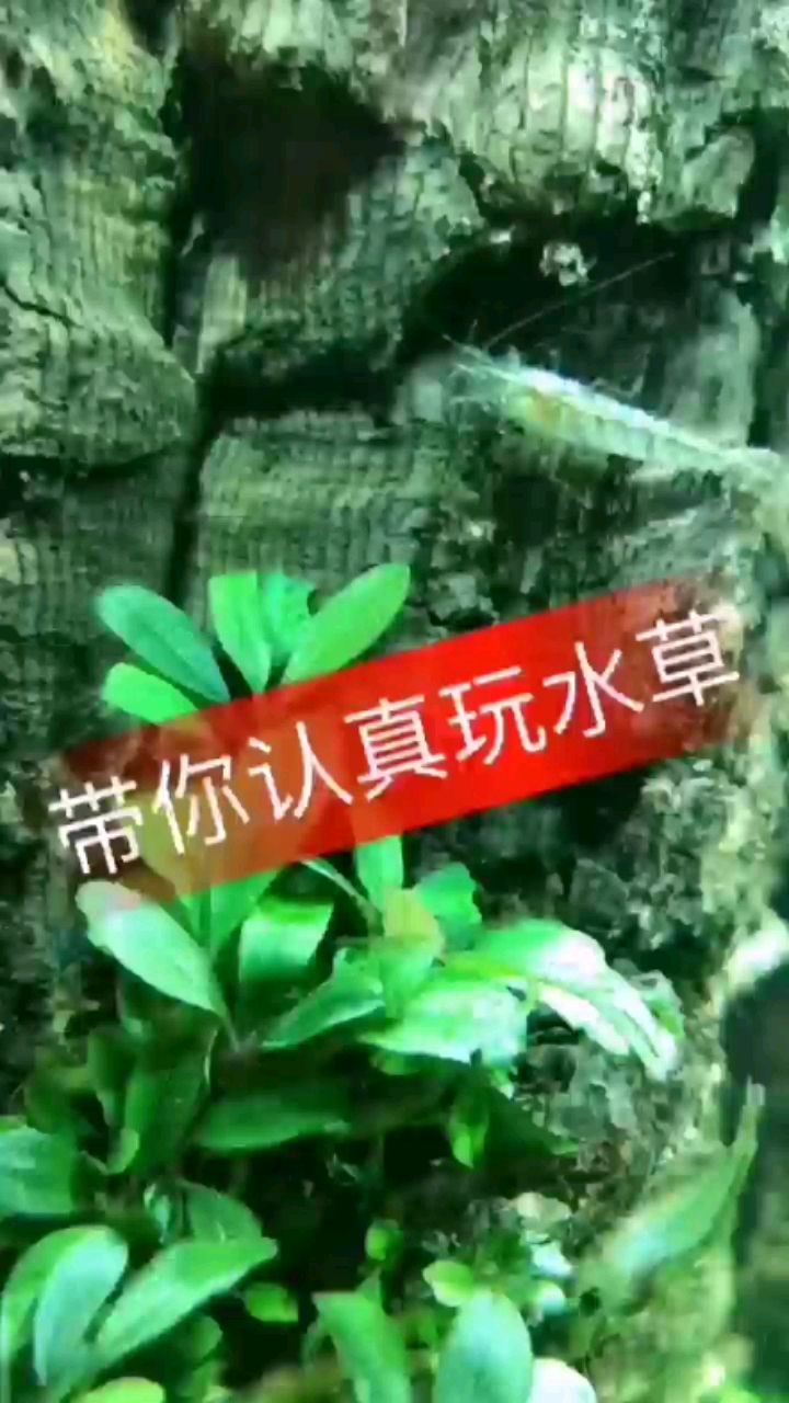 忻州觀賞魚市場好看的一抹綠 觀賞魚市場（混養(yǎng)魚） 第3張