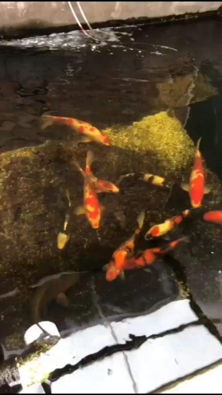 深圳觀賞魚市場(chǎng)自家魚池飼養(yǎng)減密處理 觀賞魚市場(chǎng)（混養(yǎng)魚） 第1張